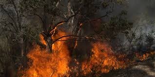 The Impact of Comprehensive Bushfire Consultation Services in WA