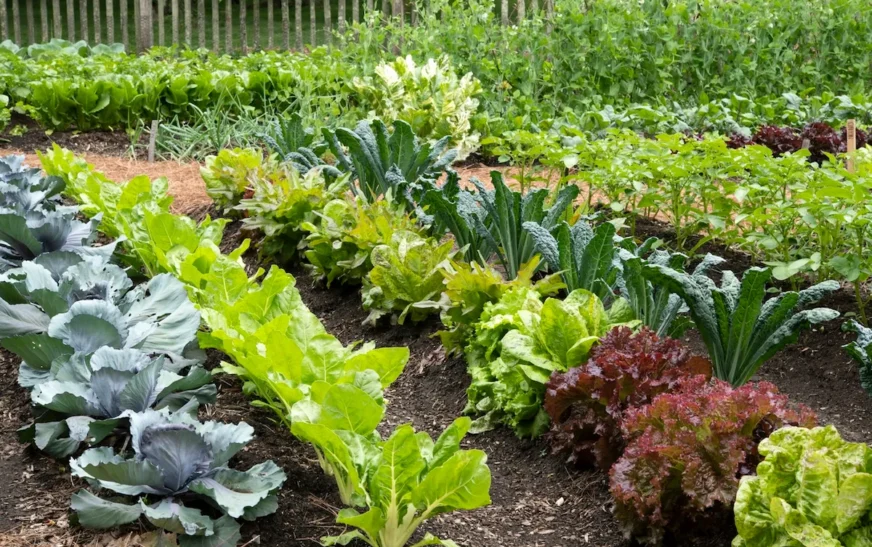 Grow More for Less: Tips on Finding Affordable Gardening Options