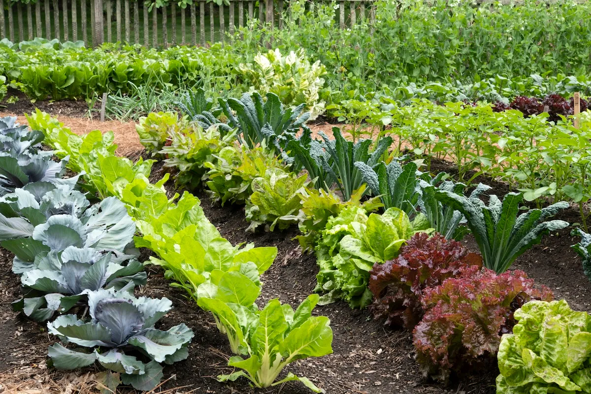 Grow More for Less: Tips on Finding Affordable Gardening Options