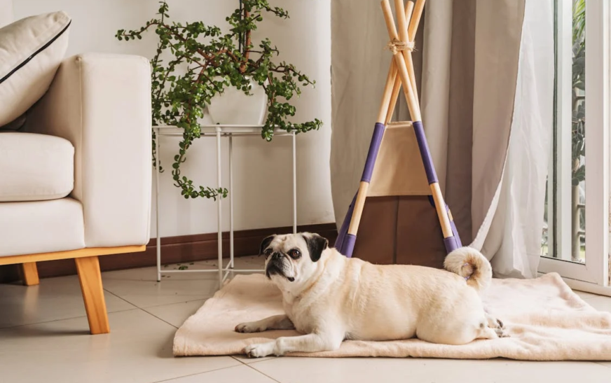 The Ultimate Guide to Keeping Your Home Clean with Pets: Tips for Every Room