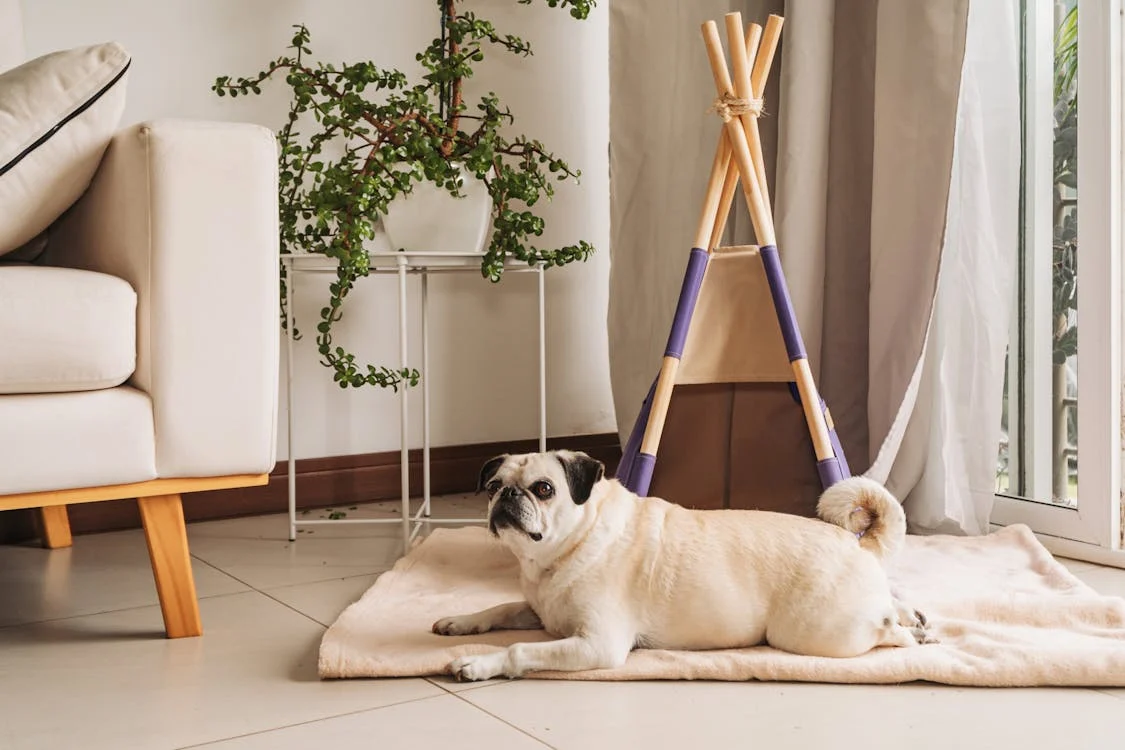 The Ultimate Guide to Keeping Your Home Clean with Pets: Tips for Every Room