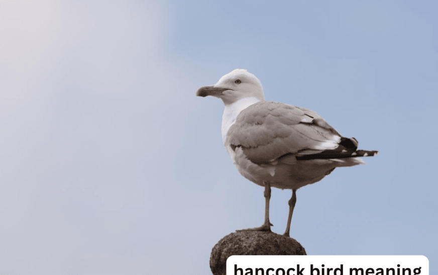 Hancock Bird Meaning: Unraveling the Mystery Behind the Symbolism